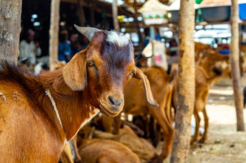 Gratis Fotos de stock gratuitas de animal de granja, cabra, cuerno Foto de stock