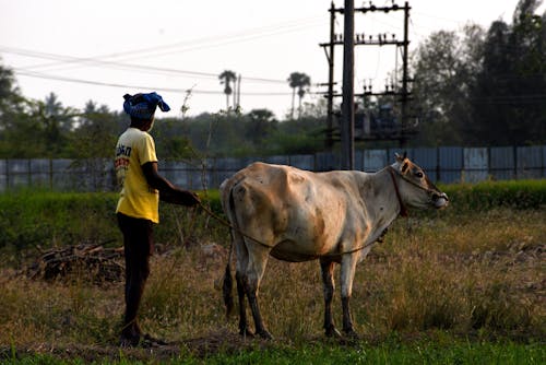 Man Standing with Cow