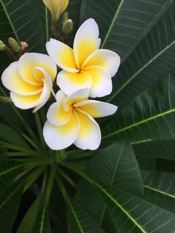 Free Close-Up Phot oof White Spiral Flowers Stock Photo