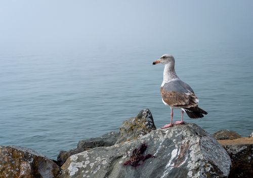 Free A European herring gull stands on a rocky shoreline overlooking a calm sea under a misty sky. Stock Photo