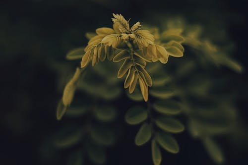 노란 잎이 많은 식물의 얕은 초점 사진