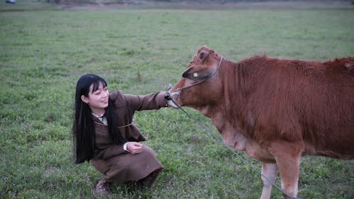 Beautiful Woman Feeding a Cow