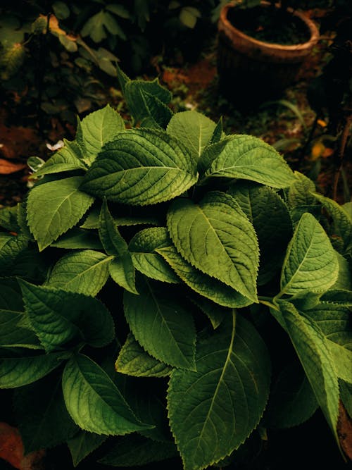 나뭇잎, 무성한, 식물의 무료 스톡 사진