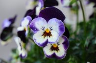 Purple and White Moth Orchids in Bloom