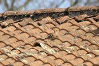 Brown Bird on Brown Roof