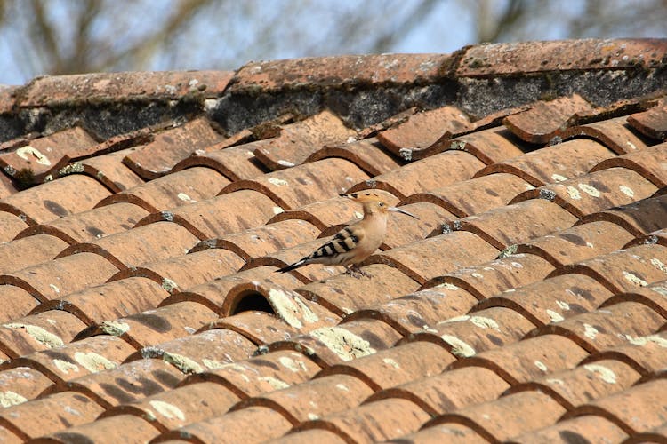 Eurasian Hoopoe On Roof Shingle