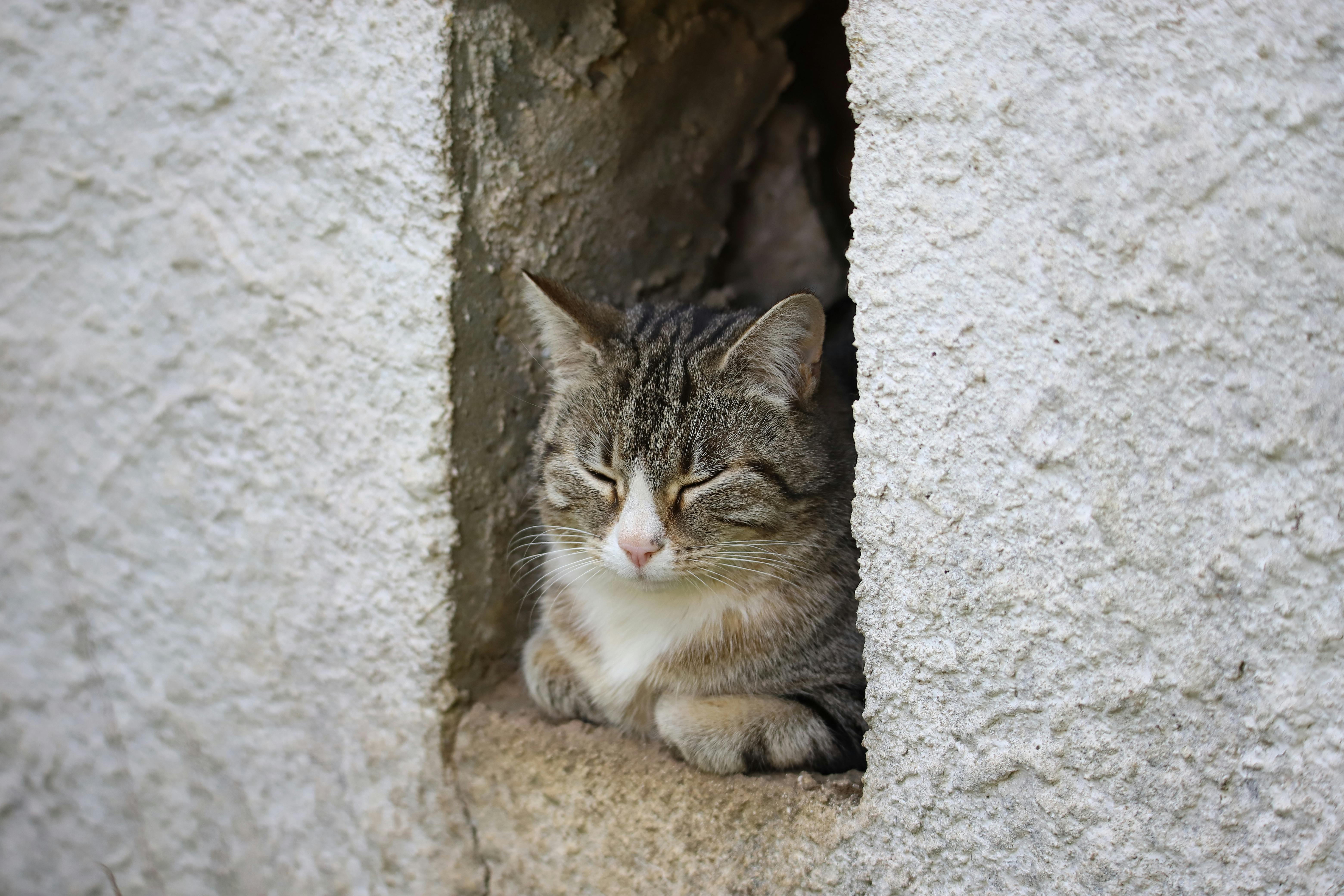 A cute tabby cat peacefully resting in an outdoor stone wall niche.