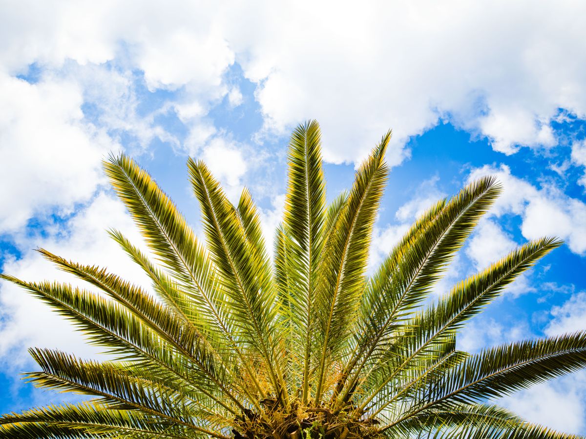 4 Day Yin & Restorative Yoga, Meditation in Sunny Florida 3
