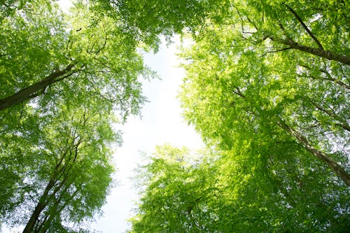 Free stock photo of forest, green, summer