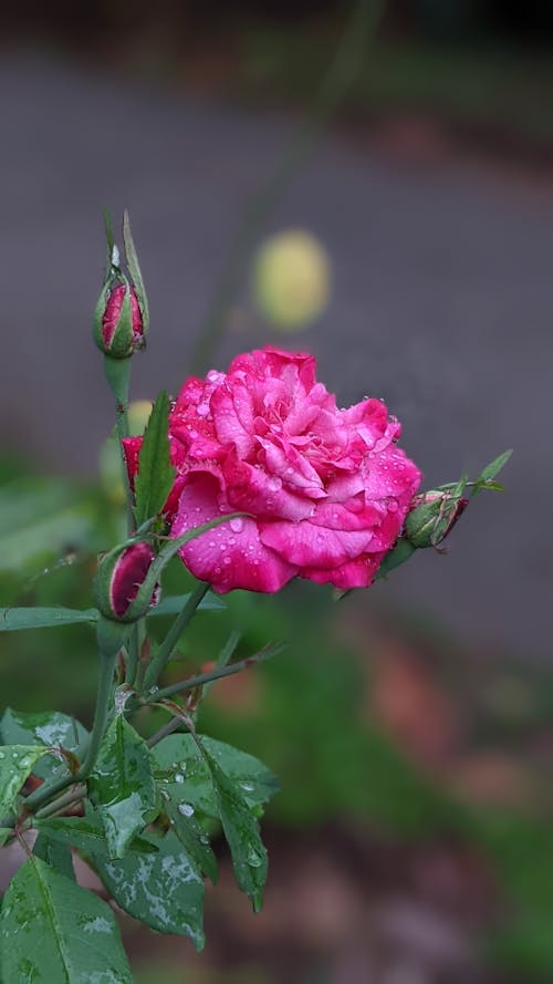 中国玫瑰, 垂直拍摄, 植物群 的 免费素材图片
