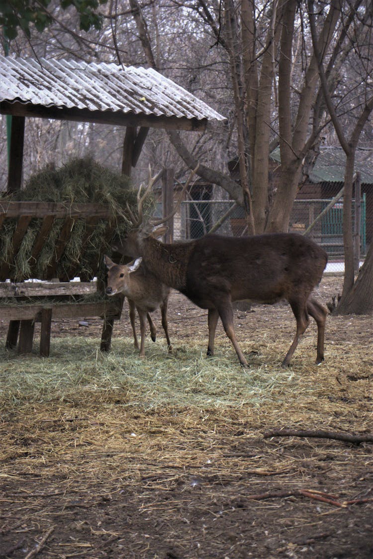 Buck And Fawn In Zoo In Winter