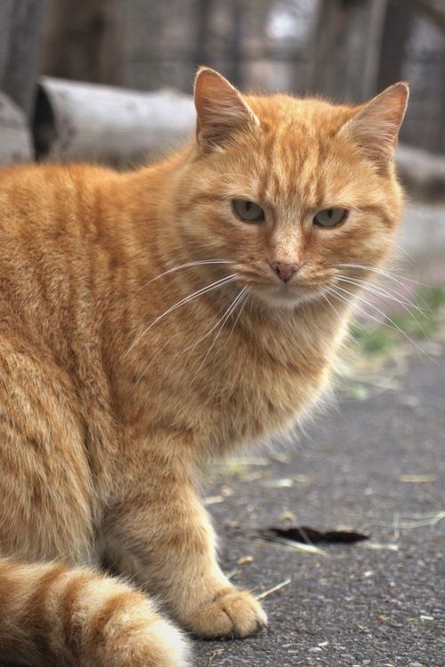 Free A beautiful ginger tabby cat sitting relaxed outdoors on a pavement. Stock Photo