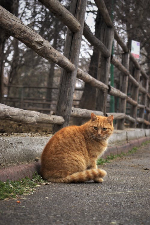 Free Close-Up Photo of Orange Tabby Cat Stock Photo