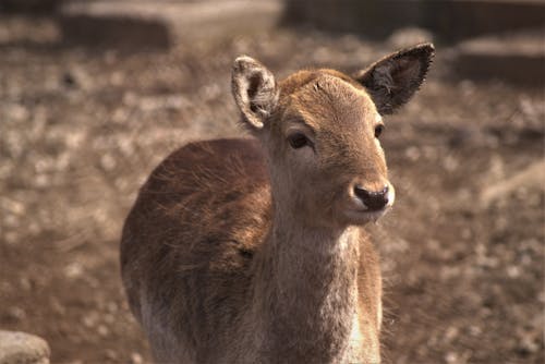 Selective Focus of a Young Deer