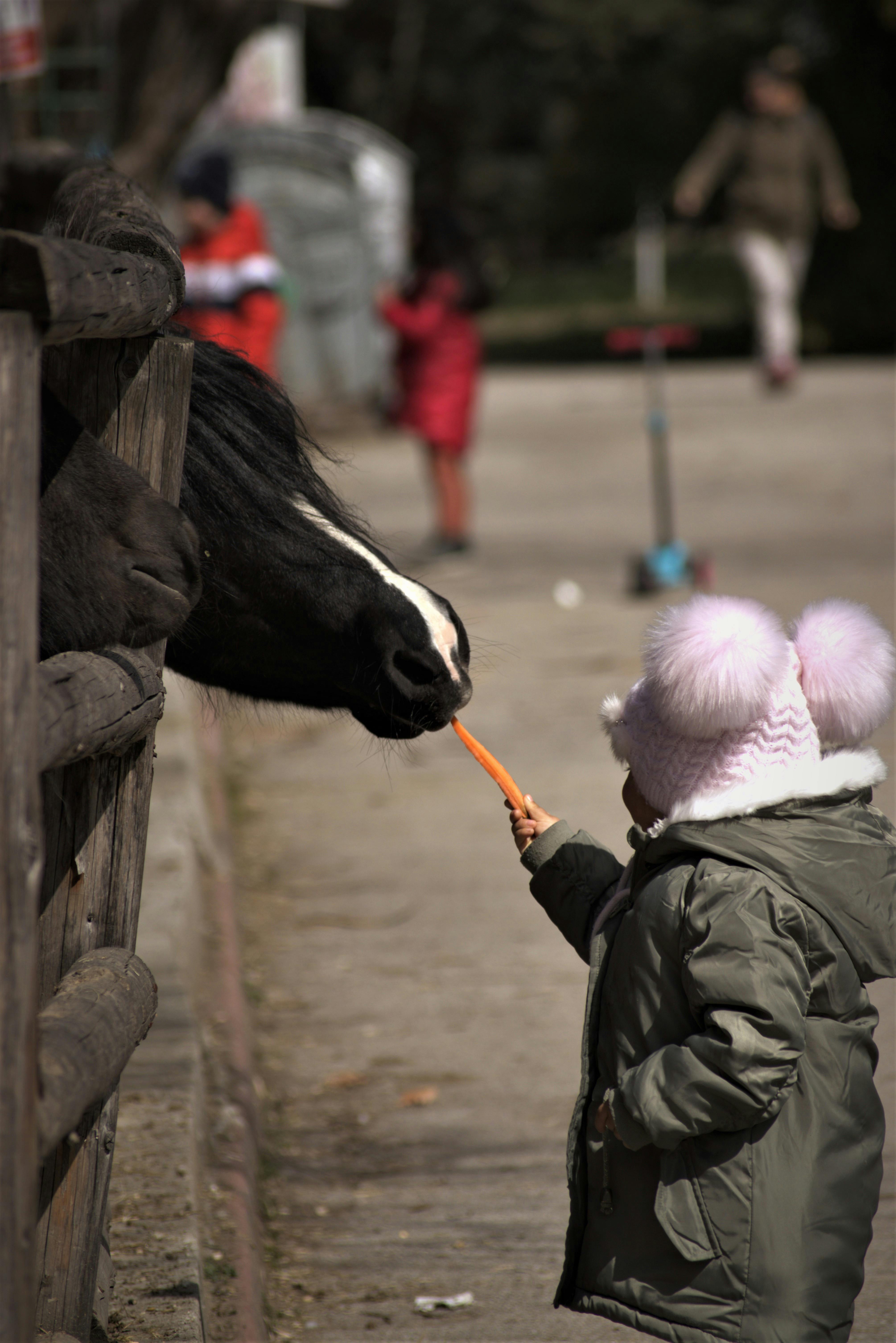 kid feeding a horse