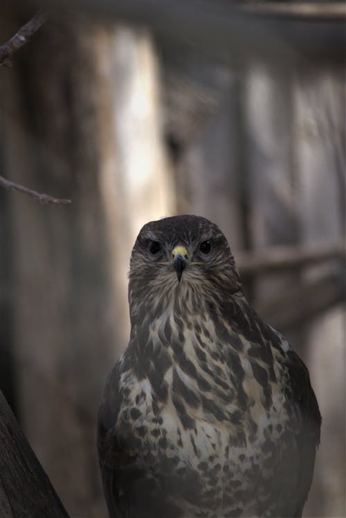 Selective Focus of an Eagle