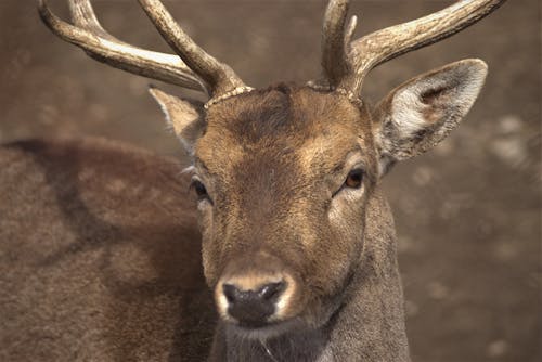 Close-Up Shot of a Deer