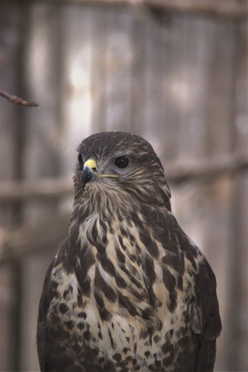 Close-up of a Buzzard