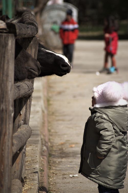Free A young child wearing a winter coat interacts with a horse through a wooden fence in a rural area. Stock Photo
