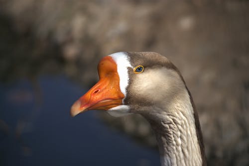 Close-Up Shot of a Goose