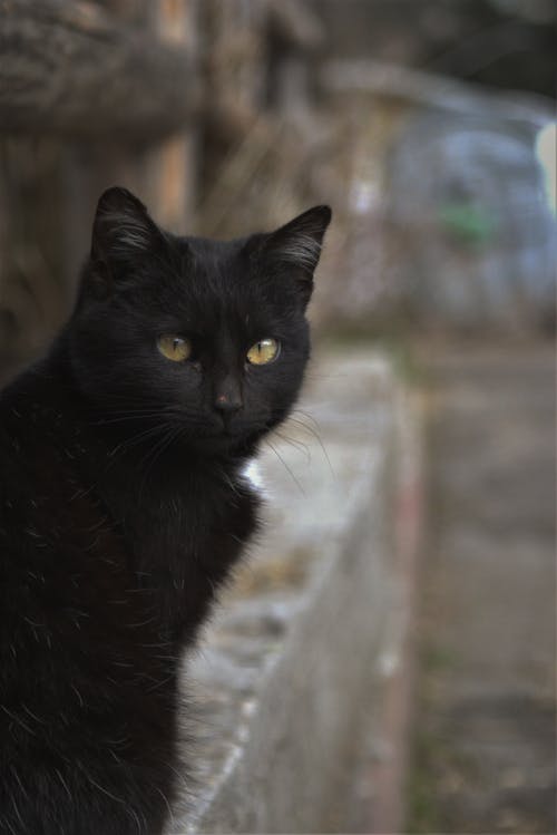 Selective Focus of a Black Cat 