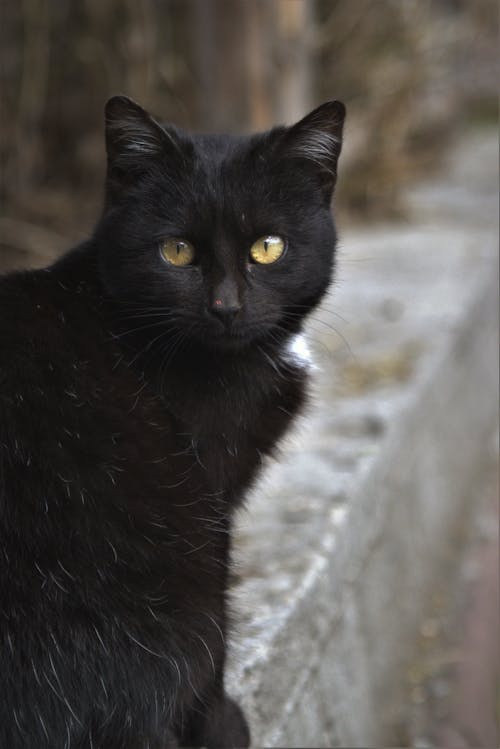 Selective Focus of a Black Cat