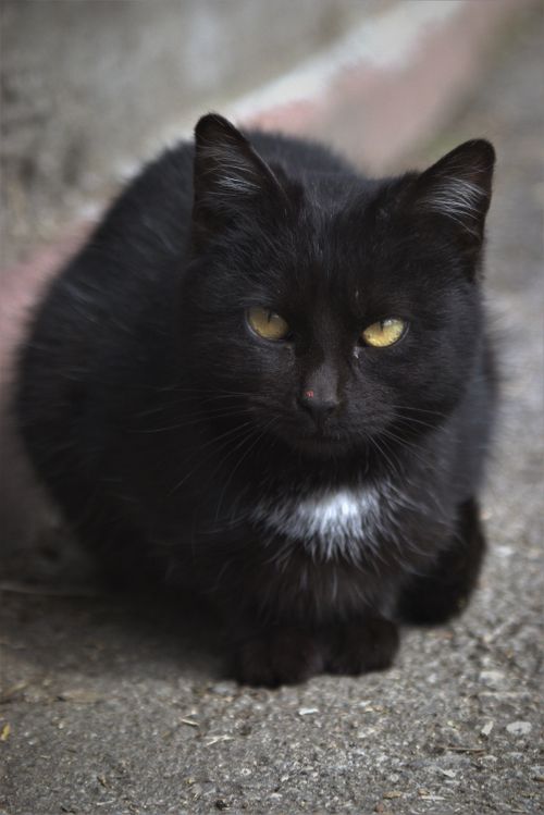 Free A detailed close-up of a black cat with yellow eyes sitting on a pavement. Stock Photo