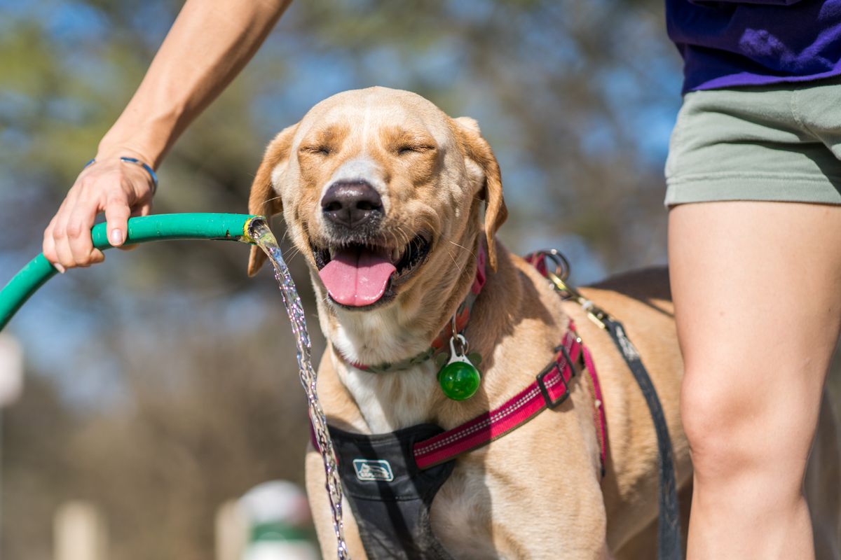 Hund im Sommer Hitze Abkühlung