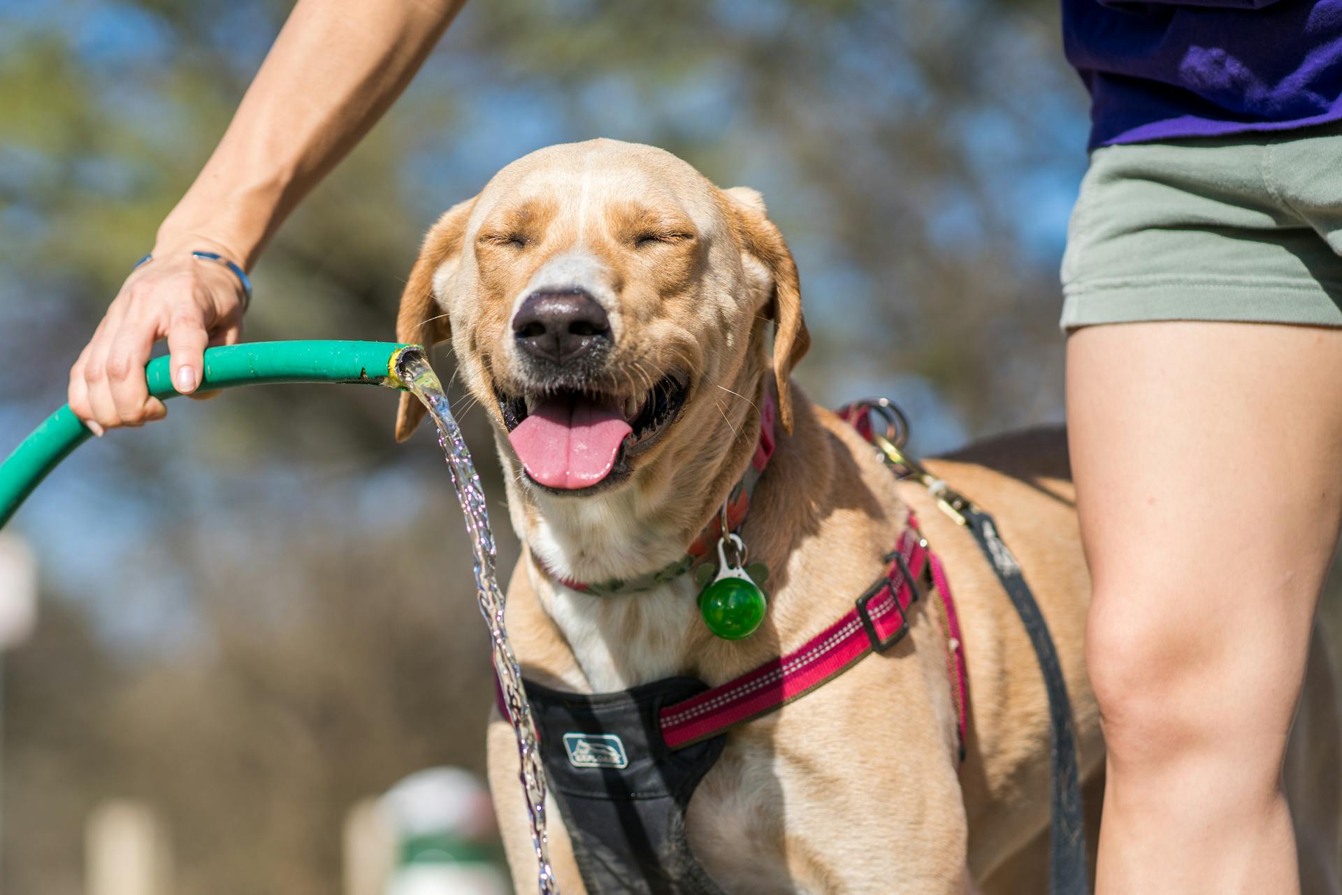 Close Up Photo of a Labrador