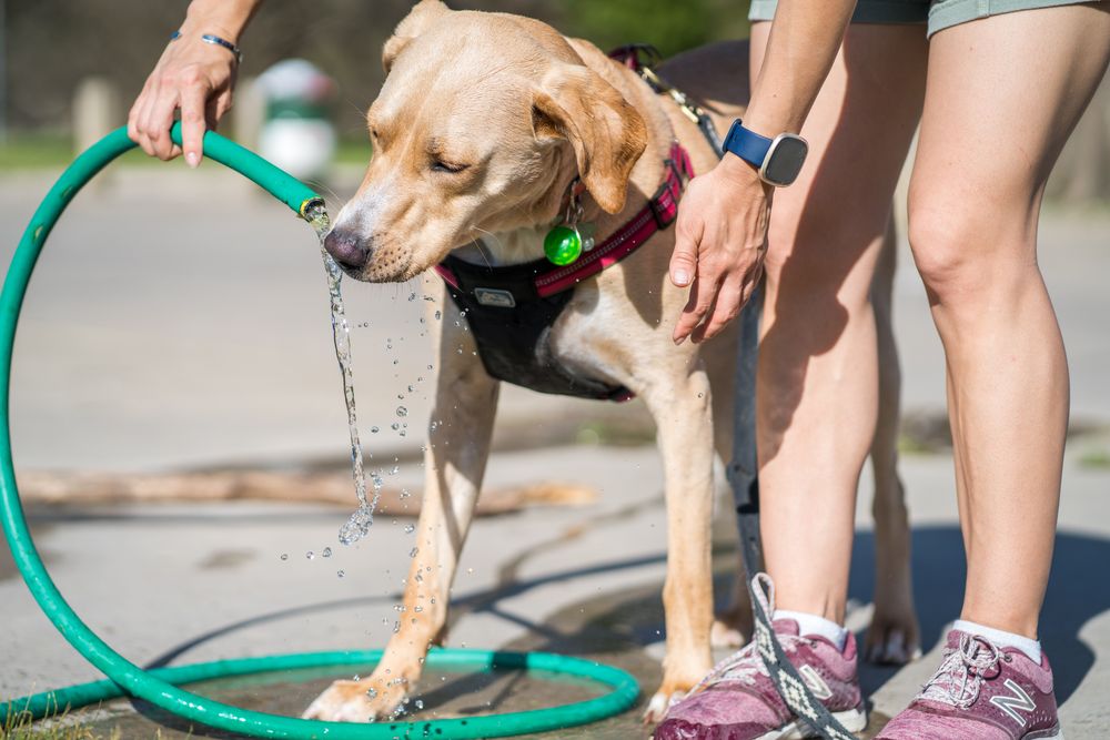 Labrador drinking water from a hose on a hot day