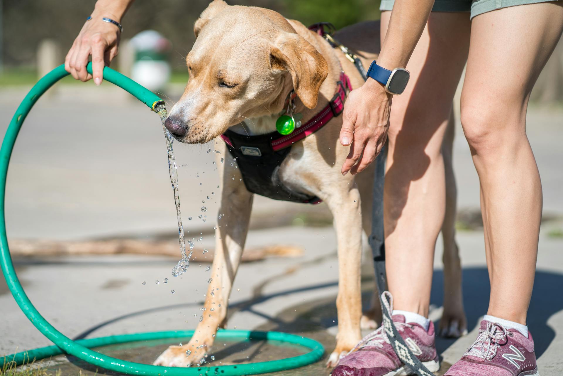 Dog Drinking from a Water Hose