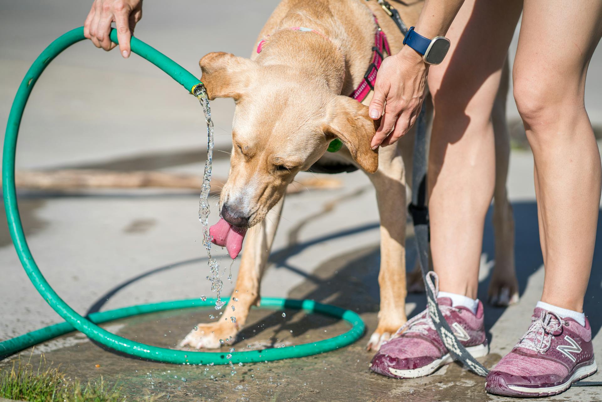 Thirsty Dog Drinking Water from the Water Hose