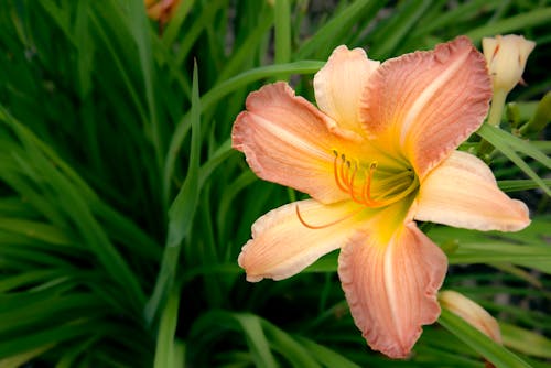 Free Close-up Shot of a Blooming Lily Flower Stock Photo
