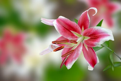 Free Red Flower in Close Up Photography Stock Photo