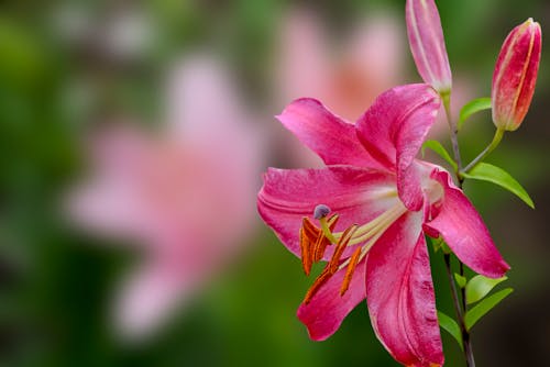 Close Up Photo of a Pink Flower