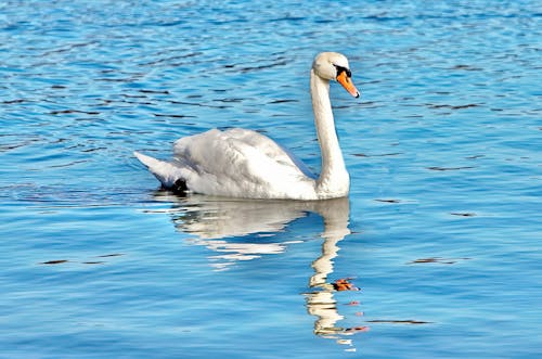 Δωρεάν στοκ φωτογραφιών με ακρωτήρι γάδου, εθνική ακτή, έσθαμ