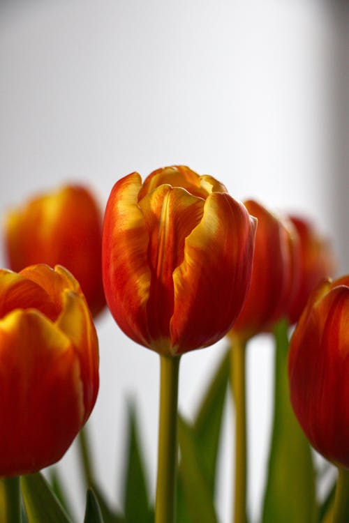 Close-Up Shot of Blooming Orange Tulips