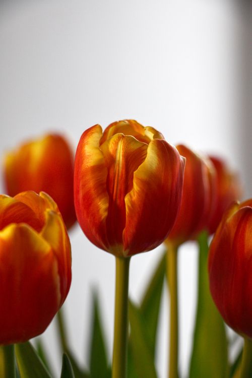 Free Close-up of vibrant orange tulips with a blurred background highlighting their beauty. Stock Photo