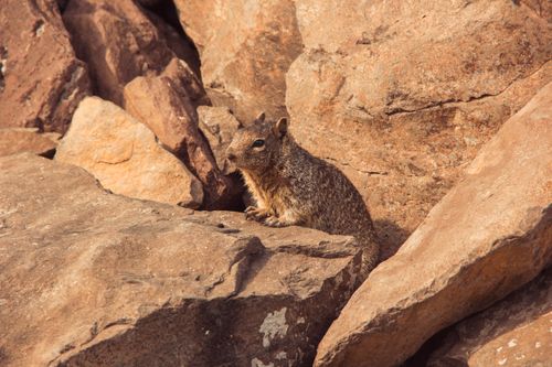 Free Close-up of a wild squirrel nestled among rocks in the Mexican outdoors. Stock Photo