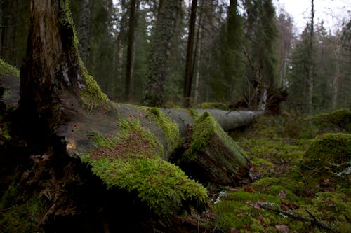 Free stock photo of evening, forest, moss