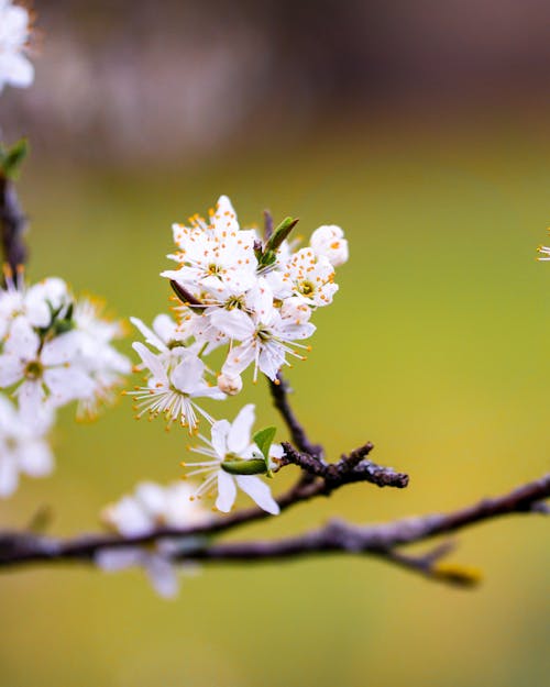 Darmowe zdjęcie z galerii z białe kwiaty, flora, głębia pola