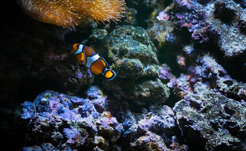 Безкоштовне стокове фото на тему «дика природа, кораловий риф, океан» стокове фото