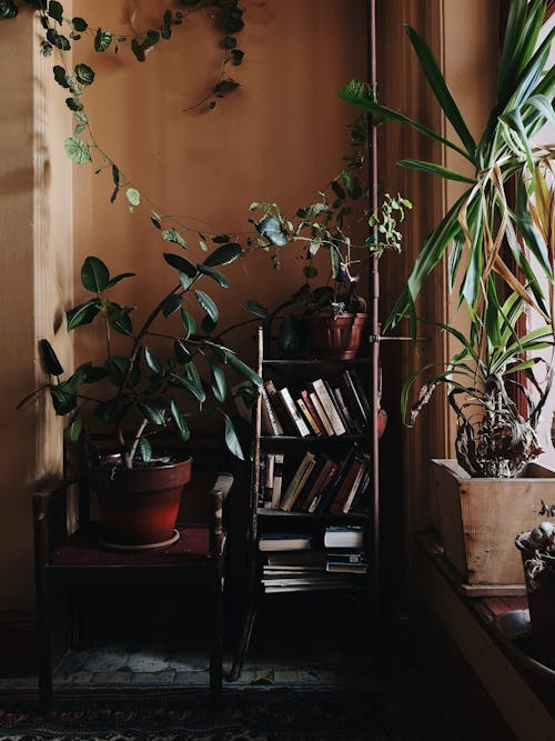 Bookshelf and Houseplants