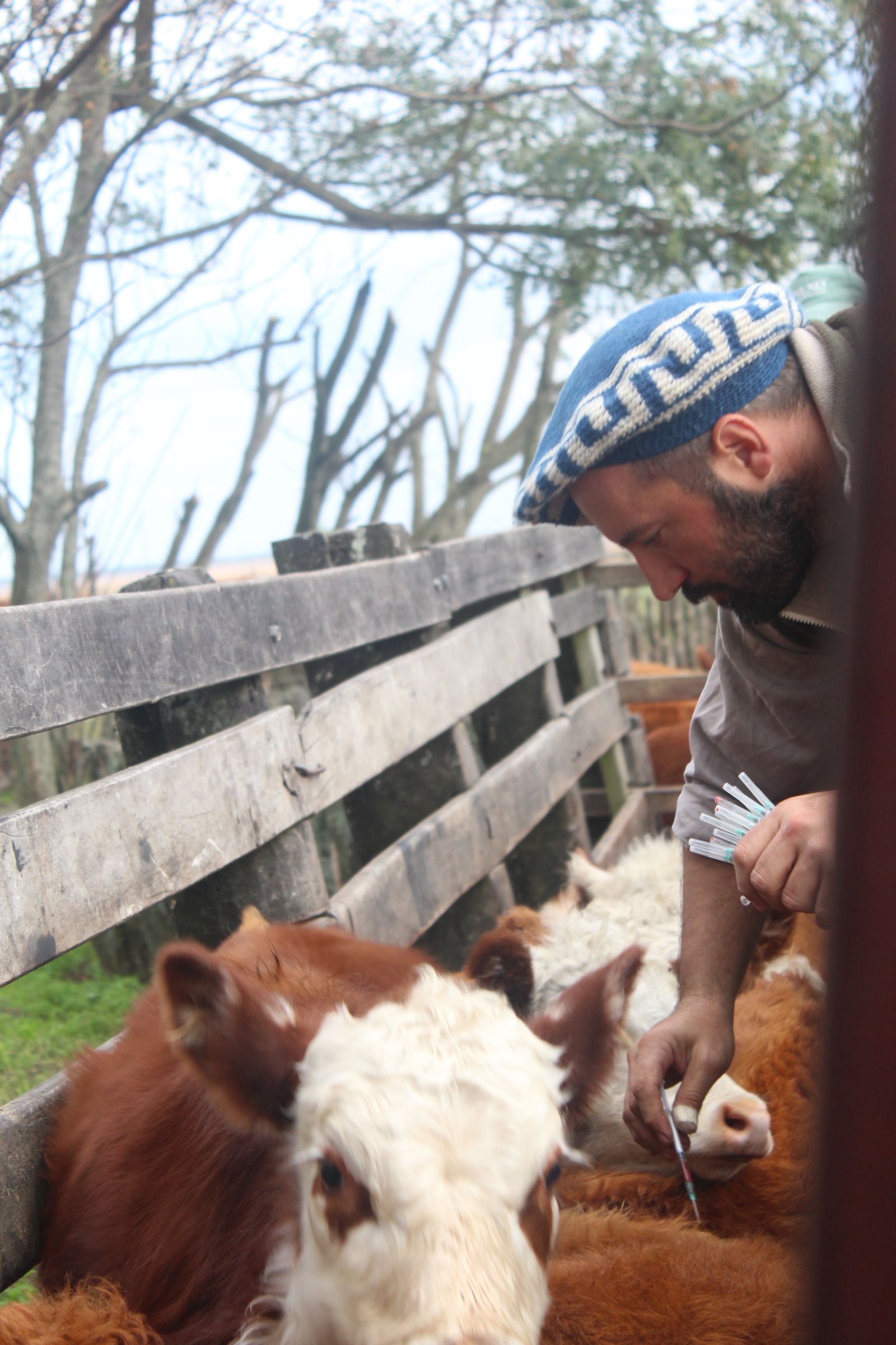 Vétérinaire soignant une vache dans une ferme rustique
