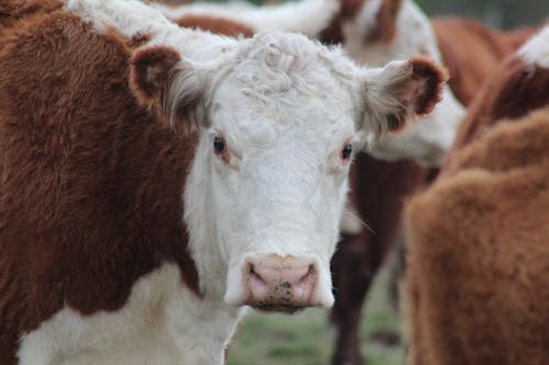 Free Selective Focus of a Beef Cattle Stock Photo