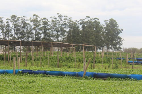 Kostnadsfri bild av anläggning, fält, grön