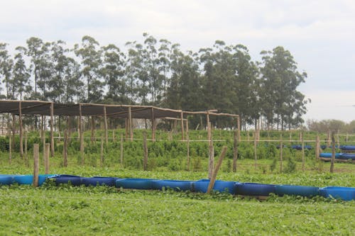 Foto stok gratis agrikultura, bidang, hijau