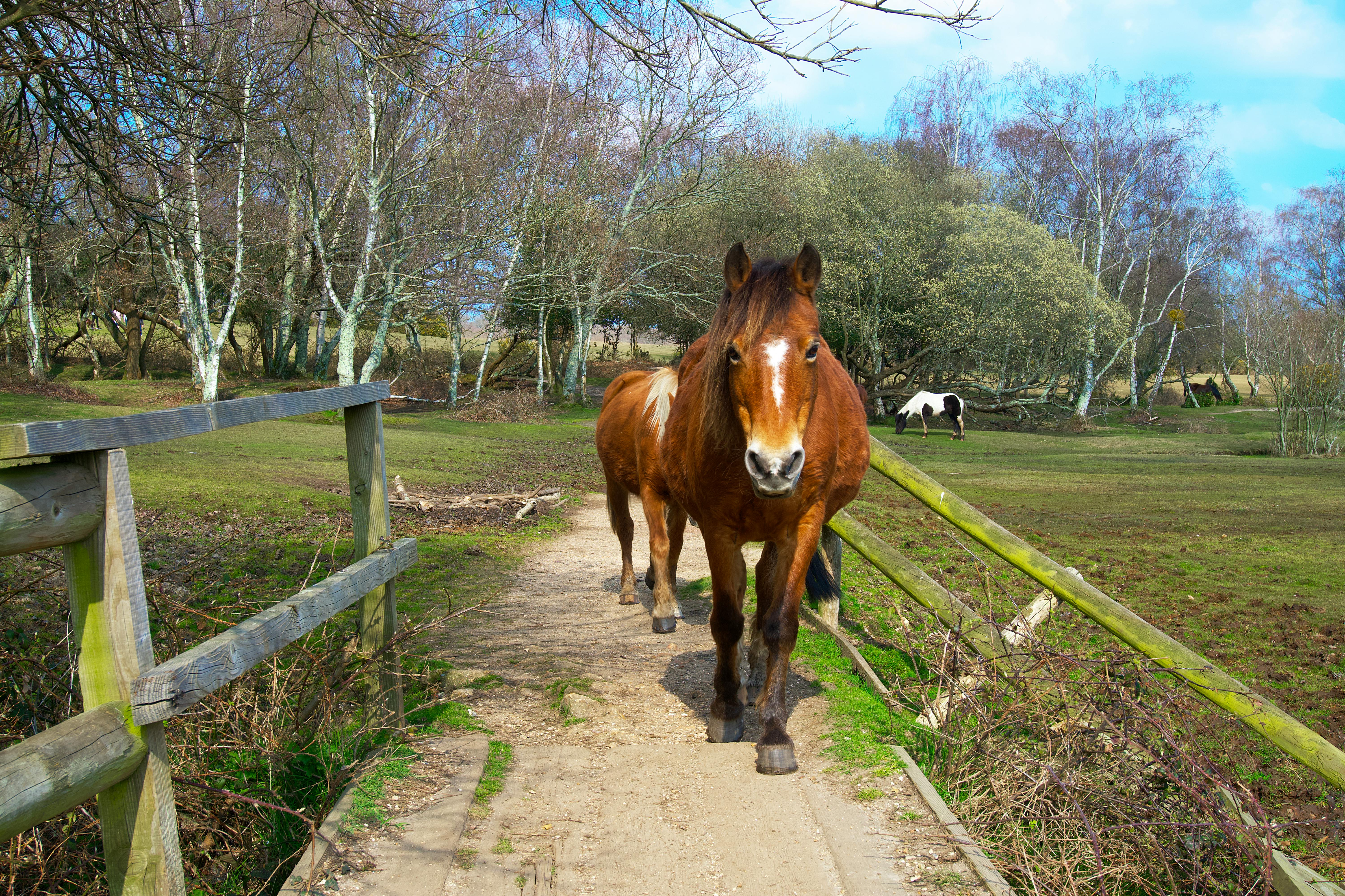 brown horses walking near the wooden fence