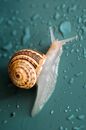 Brown Snail on Purple Surface