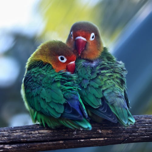Lovebirds Photos, Download The BEST Free Lovebirds Stock Photos & HD Images